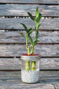 Grow Lucky Bamboo in a DIY Water Garden Image